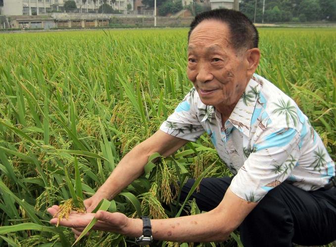 四川德昌刷新杂交水稻单季亩产世界纪录：亩产高达1251.5公斤