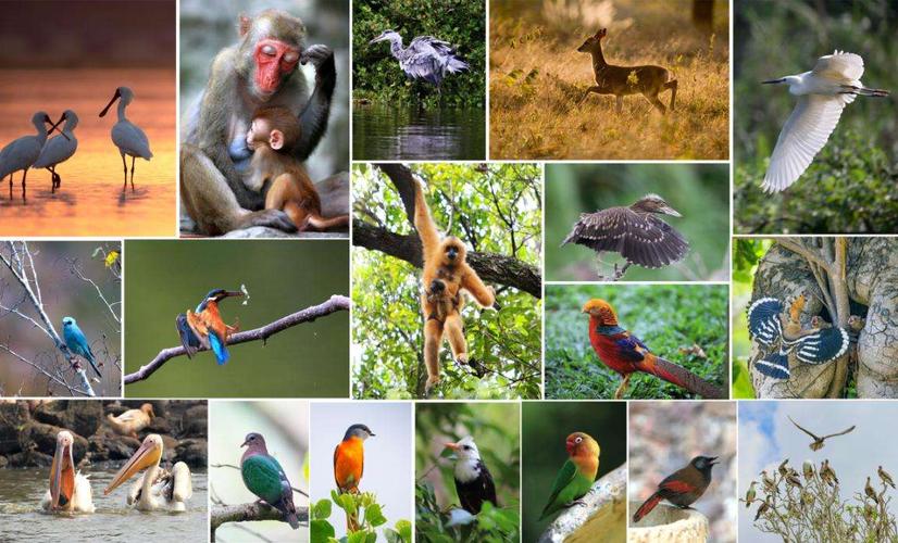 山东省发布禁食野生动物新规：13种动物被列入名单