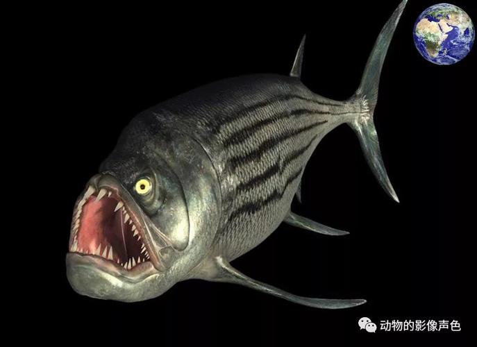 世界十大食人鱼品种：揭秘水域掠食者的生存奥秘